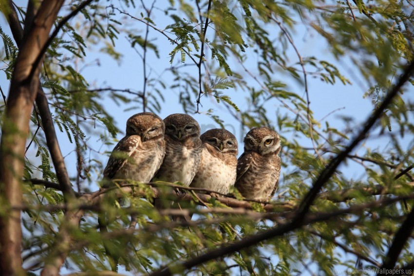 owls, wildlife, nature, birds, tree branches, forest habitat, animal behavior