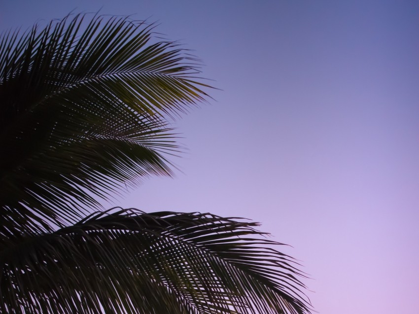 Branch Palm Leaves Sky Sunset Evening Background