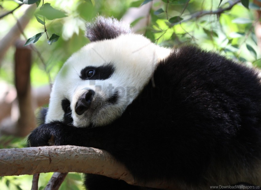 Branch Panda Sit Spots Wallpaper PNG Transparent Background