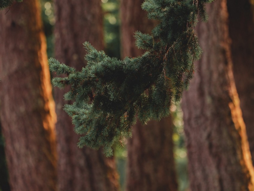 Branch Pine Trees Forest Coniferous Background