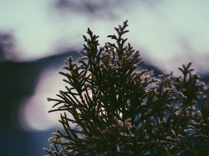 frosted evergreen, winter foliage, close-up nature, seasonal plant, outdoor beauty