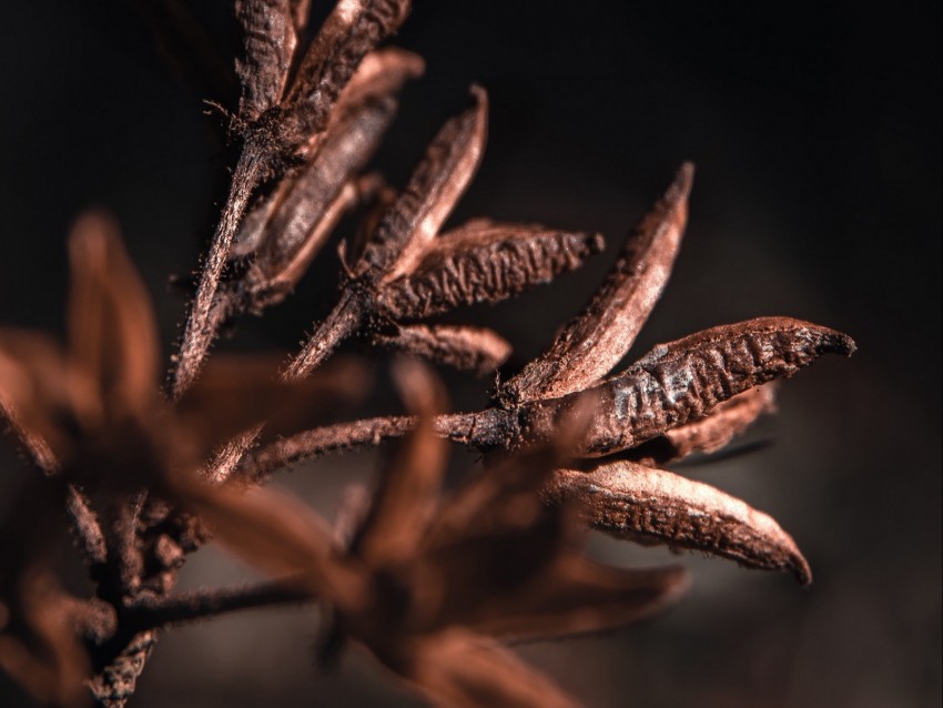 branch, plant, dry, macro