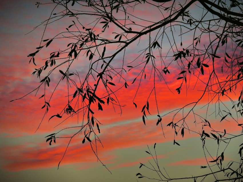 Branch Sky Twilight Leaves Sunset Clouds Tree Background