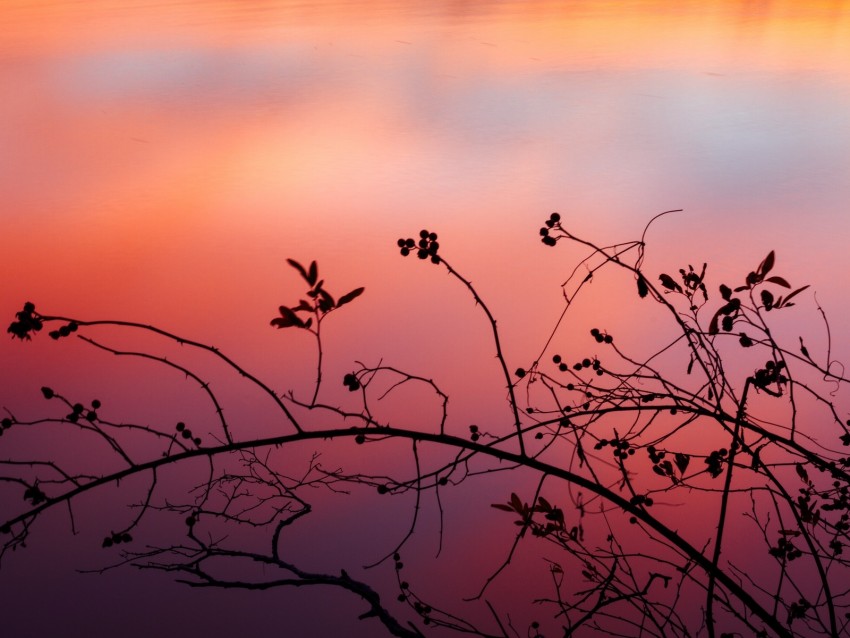 Branch Sunset Shadows Silhouette Background