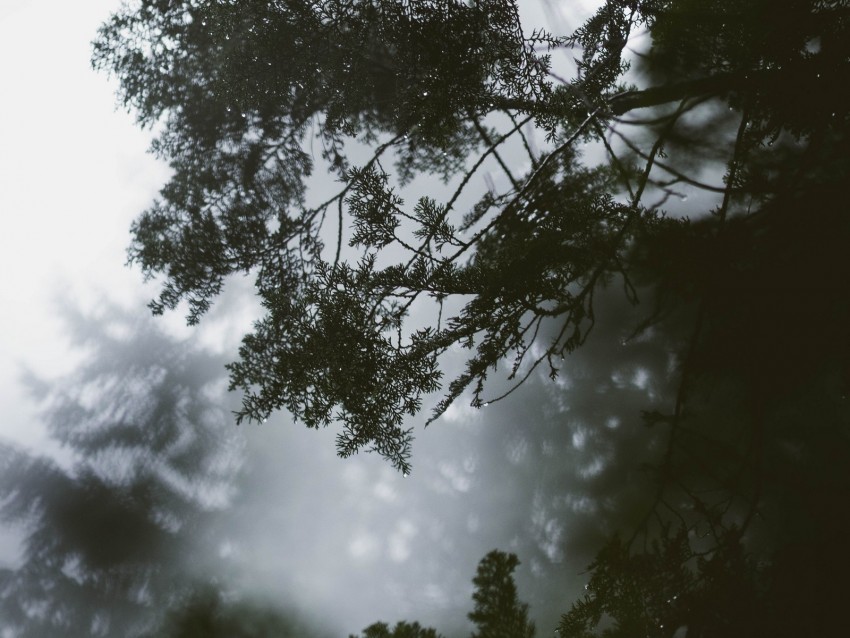 branch, tree, fog, leaves