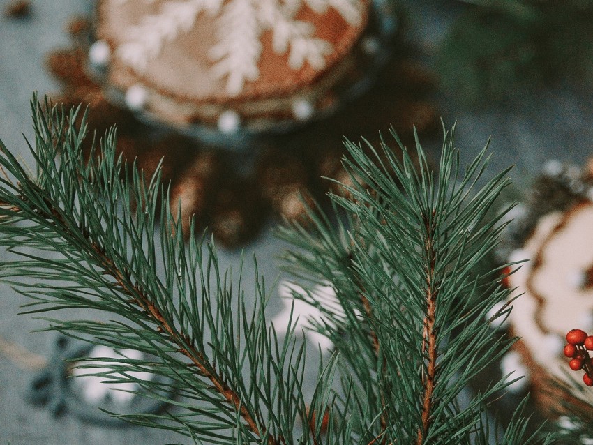 branch, tree, needles, birth, blur