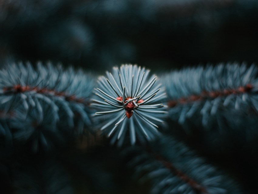 branch, tree, needles, macro, evergreen