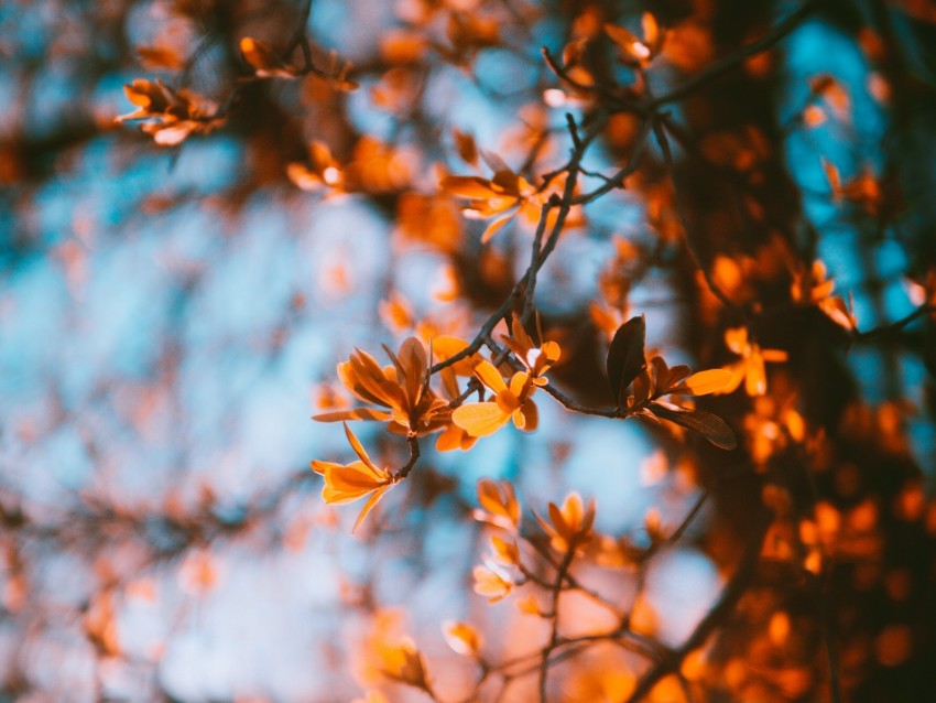 Branches Blur Autumn Leaves Background