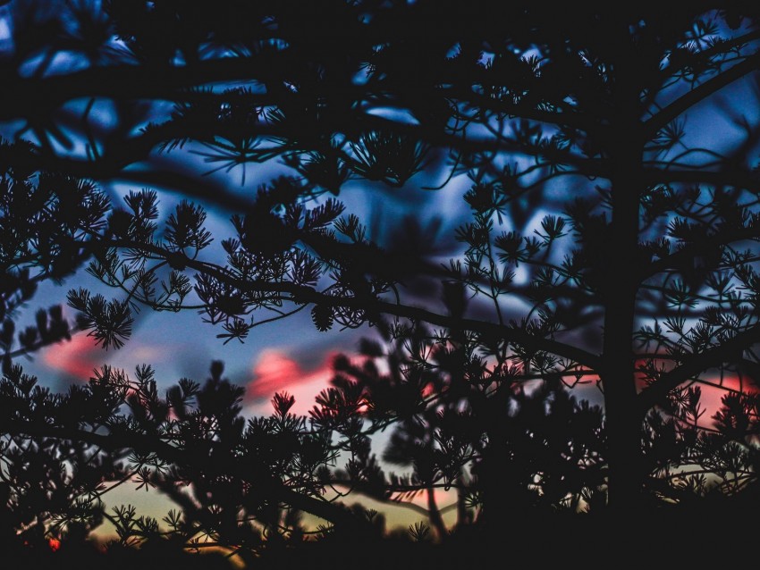 Branches Bushes Blur Sunset Dark Background