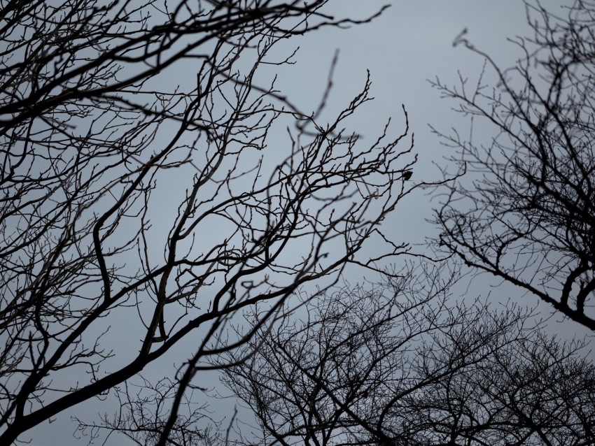 Branches Bw Bottom View Sky Gray Background