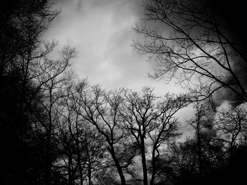 Branches Bw Trees Clouds Dark Gloomy Background