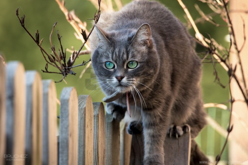 Branches Cat Fence Muzzle Wallpaper PNG Transparent Background