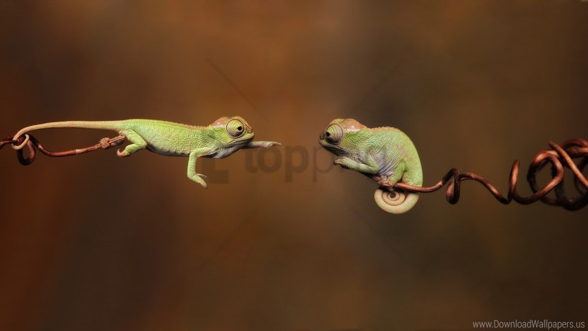 Branches Chameleons Couple Reptiles Wallpaper PNG Transparent Background