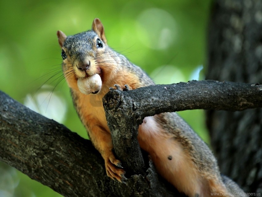 Branches Climb Mine Nut Squirrel Wallpaper PNG Transparent Background