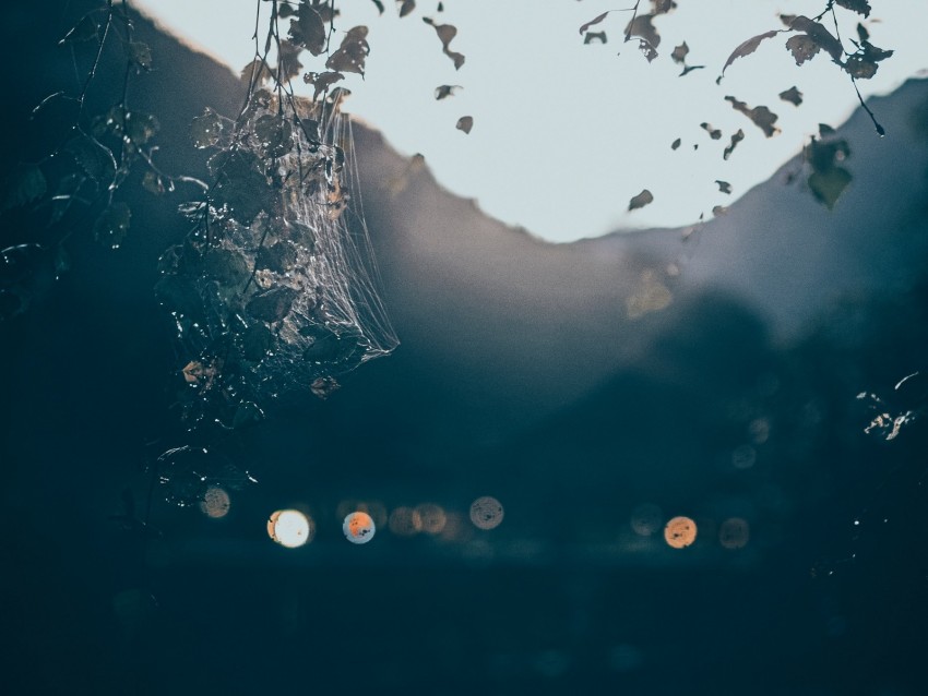 branches, cobweb, light, glare, bokeh, blur