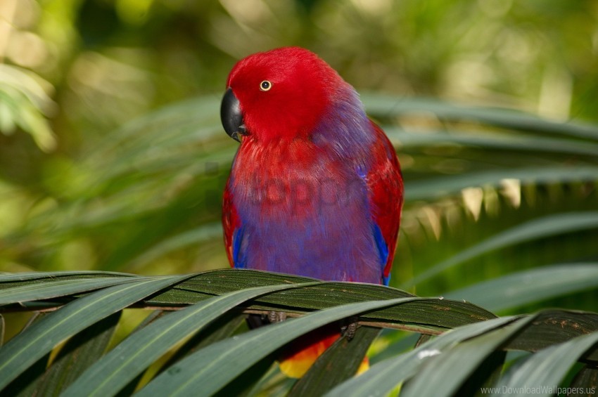 parrot, tropical bird, colorful feathers, nature, rainforest wildlife, exotic bird, vibrant plumage