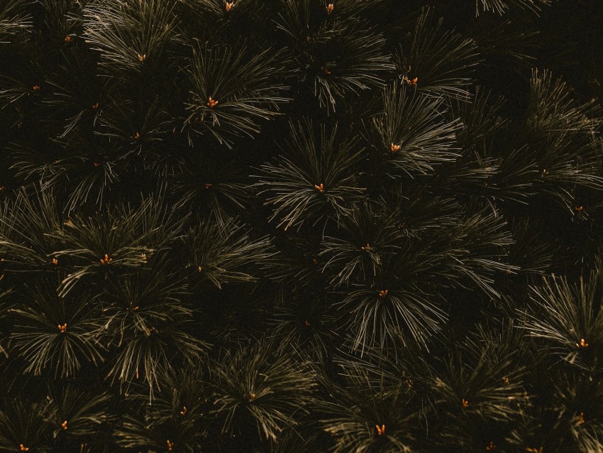 Branches Dark Needles Tree Background