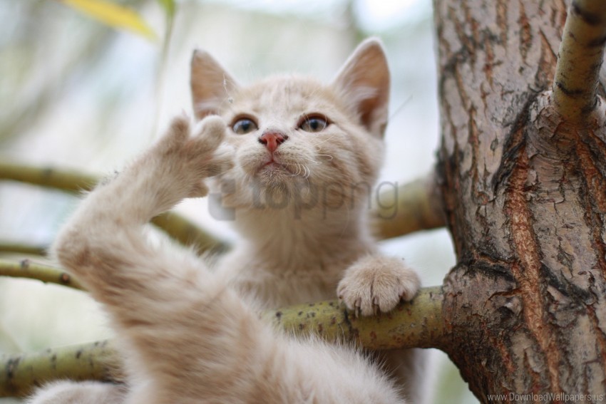 Branches Kitten Sit Wallpaper PNG Transparent Background