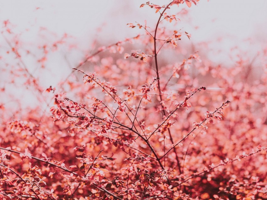 branches, leaves, bright, spring, sky