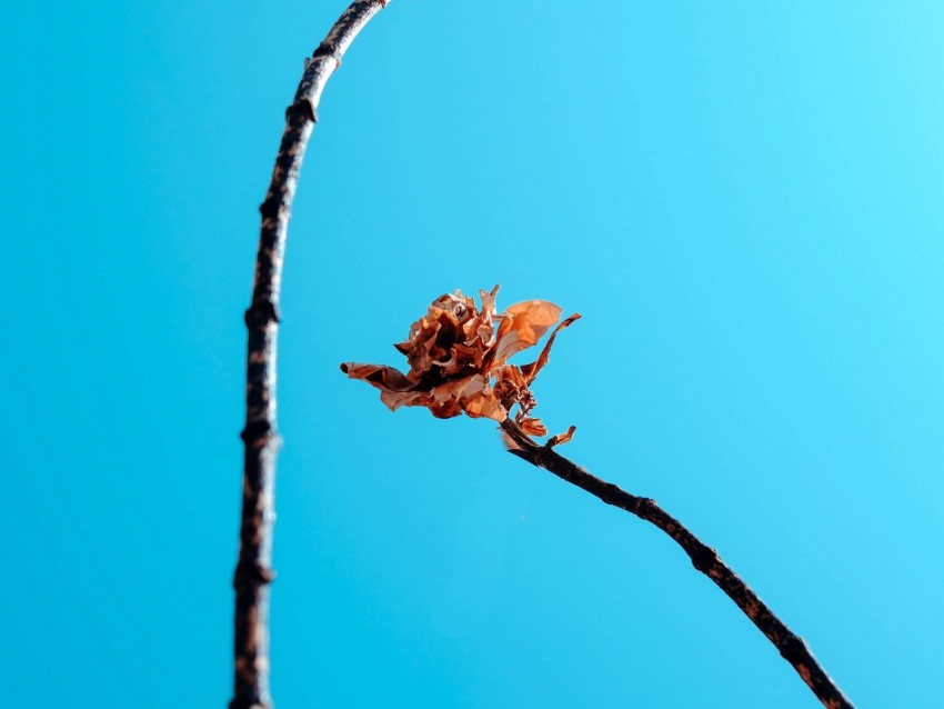 branches, leaves, dry, sky, blue