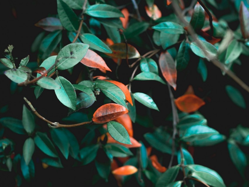 branches, leaves, plant, green, bush