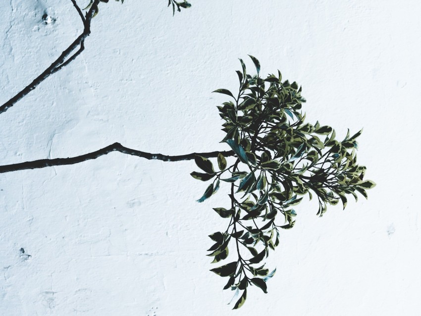 Branches Leaves Plant Wall White Background