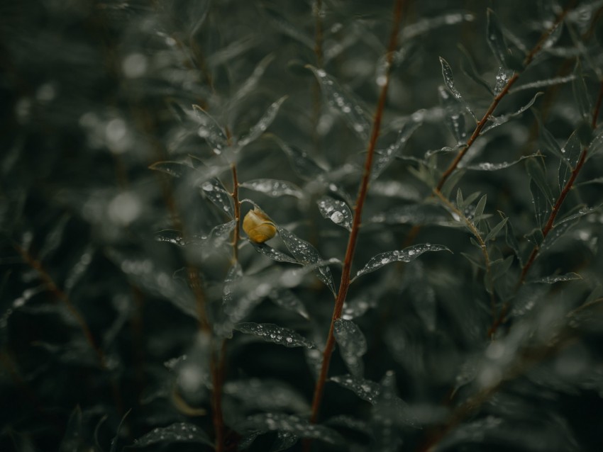 branches, leaves, snail, wet, drops