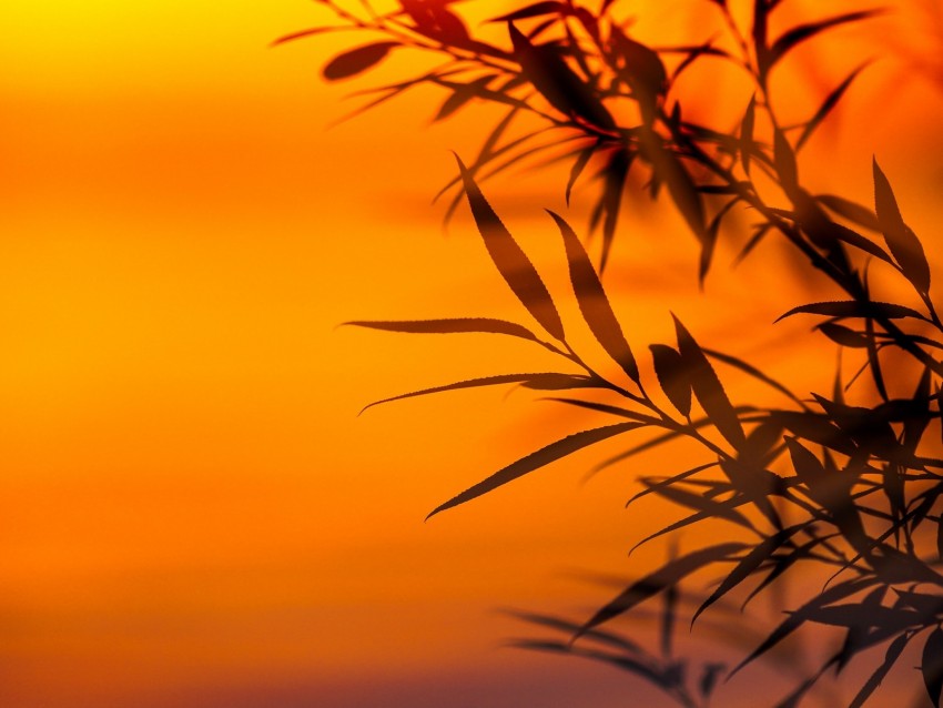 Branches Leaves Sunset Dusk Background