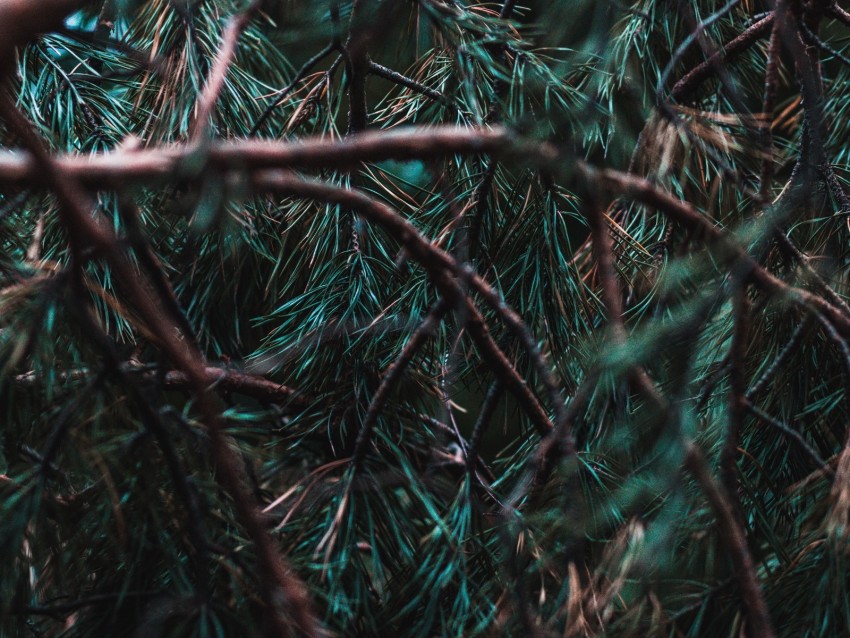 Branches Pine Needles Tree Evergreen Background