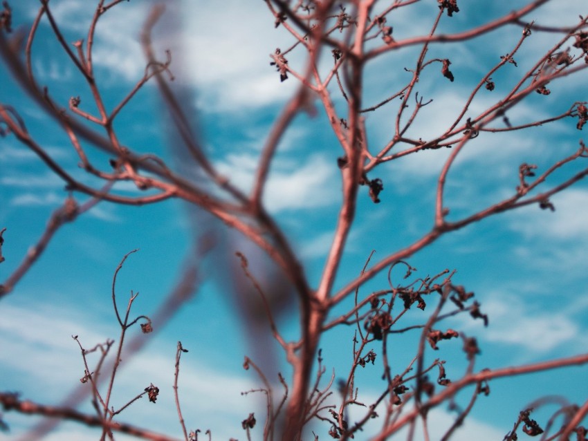 Branches Sky Clouds Blur Background