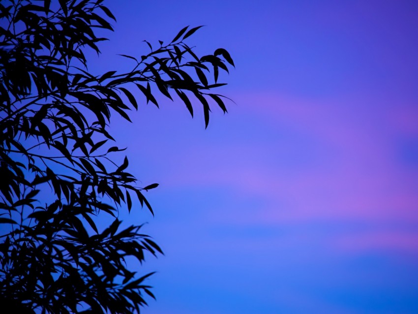 Branches Sky Leaves Twilight Sunset Gradient Background