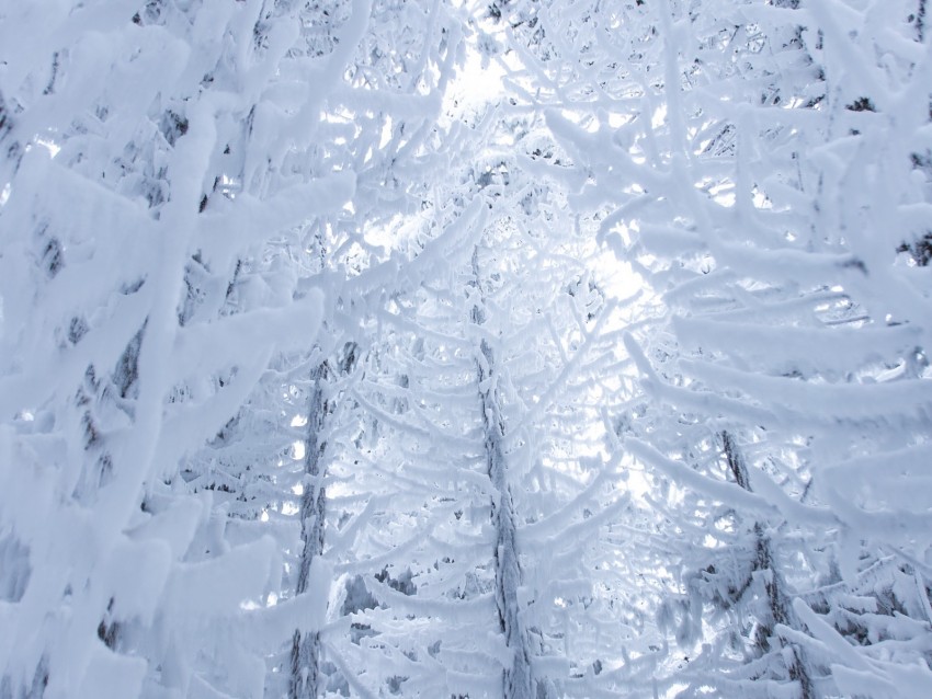 branches, snow, trees, snowy, winter