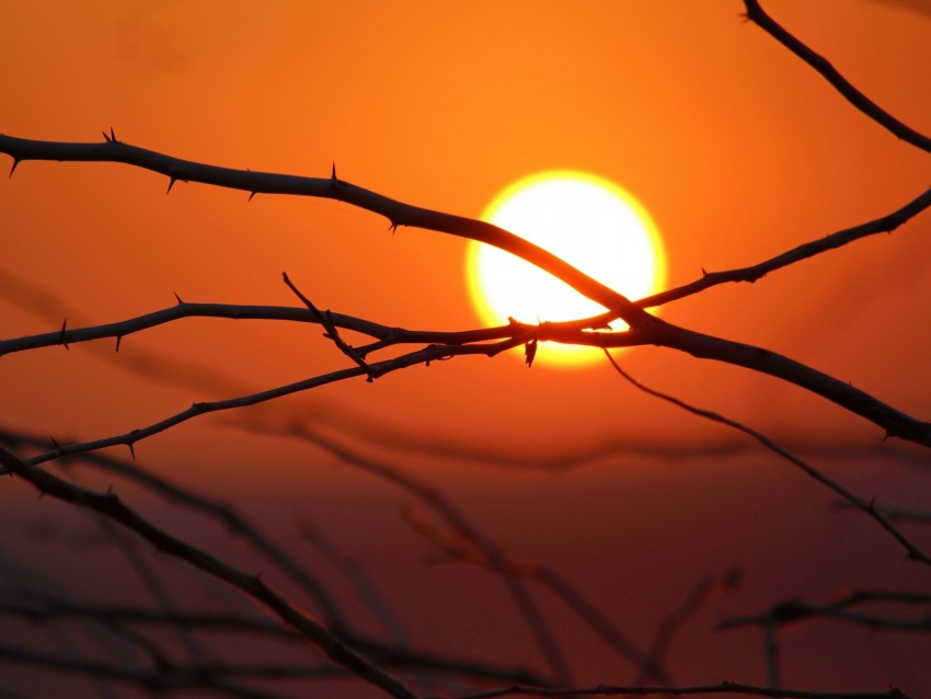 branches, sun, dawn, morning, bright