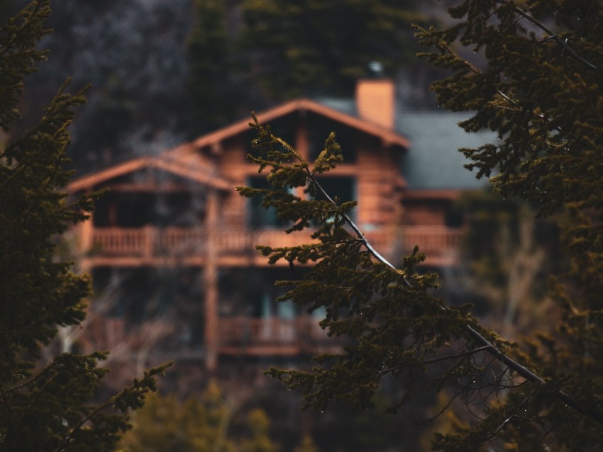 branches, trees, house, needles, wet, blur