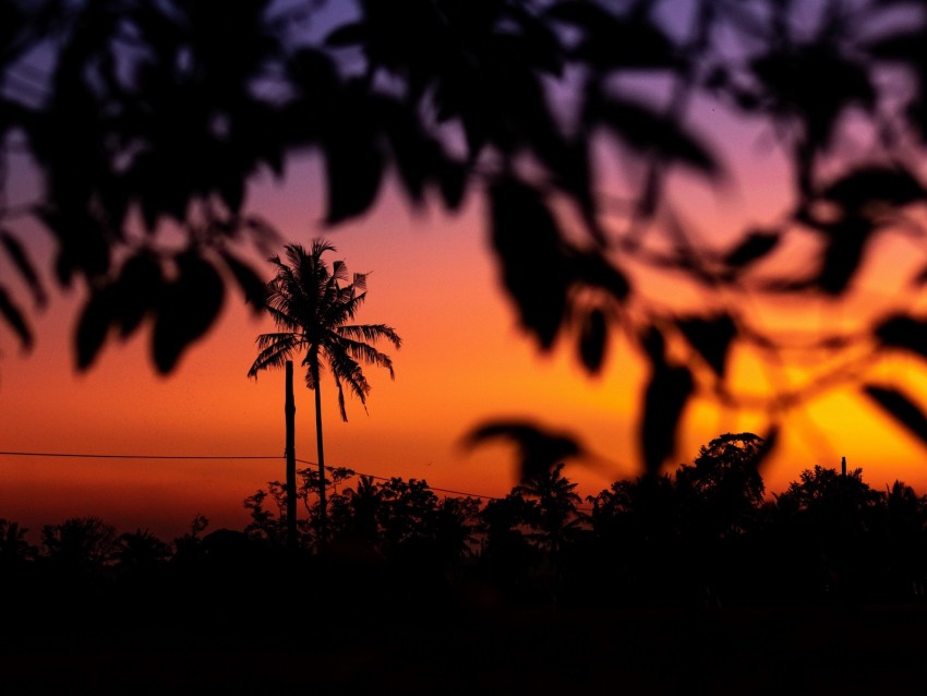 Branches Trees Outlines Sunset Dark Sky Gradient Background