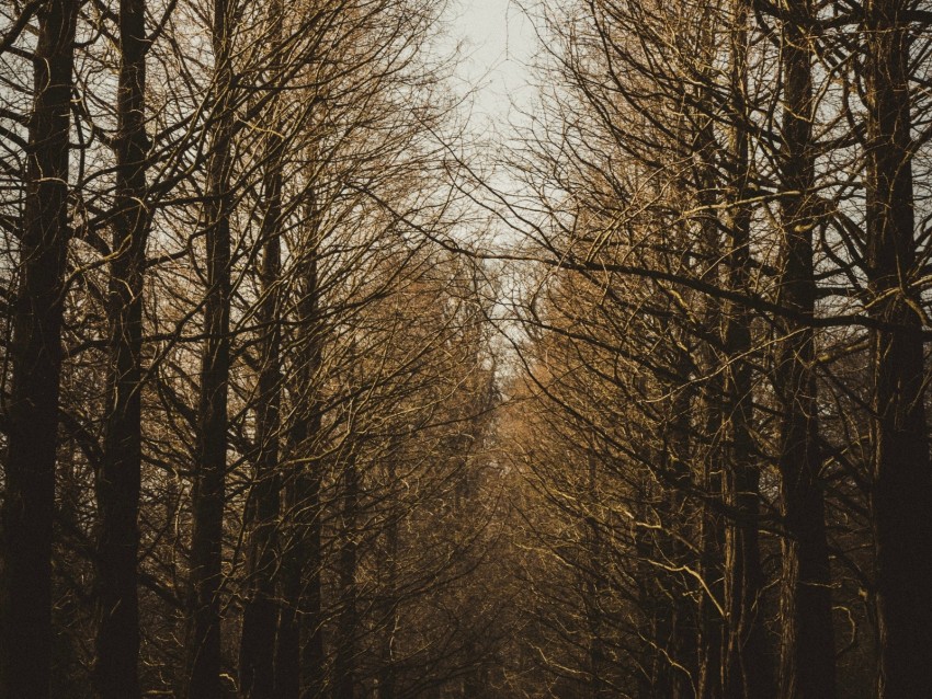 branches, trees, sky, autumn, forest