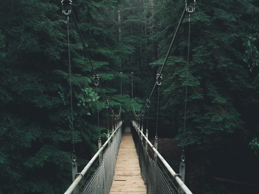 bridge, forest, fog, suspension bridge, rope bridge