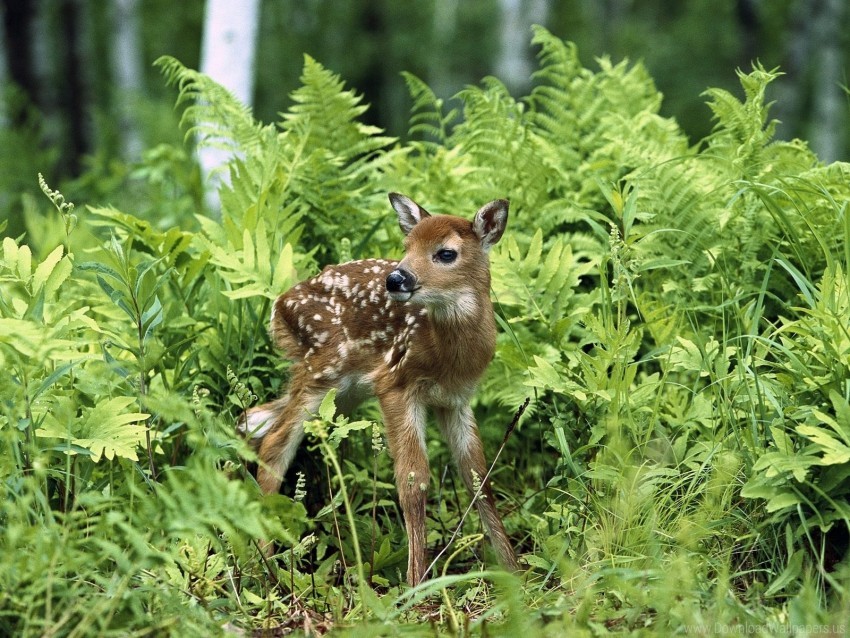 Brindle Fawn Grass Wallpaper PNG Transparent Background