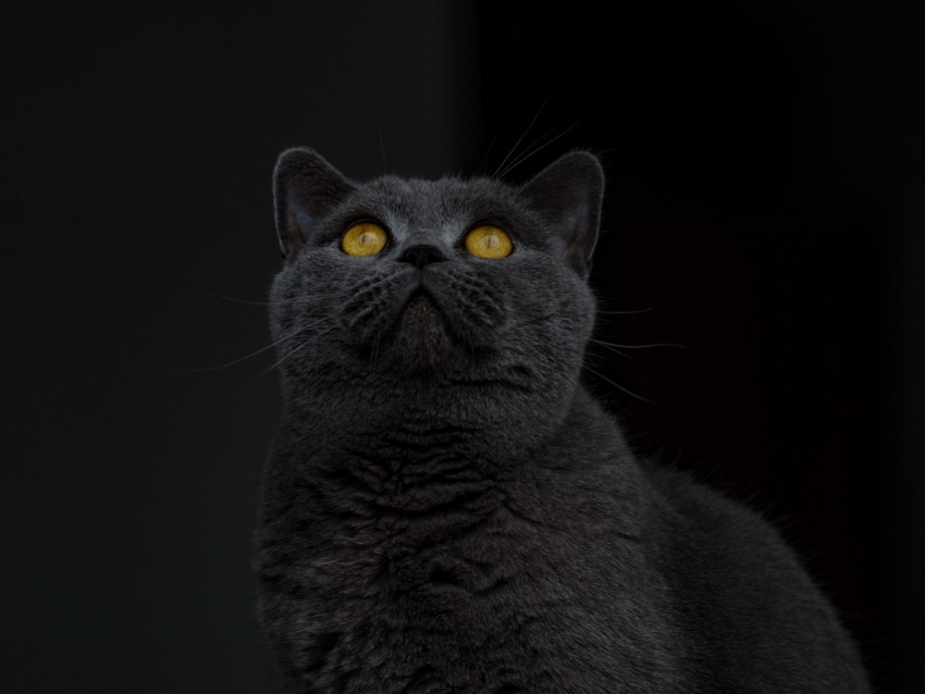 black cat, golden eyes, feline portrait, dark background, domestic pet