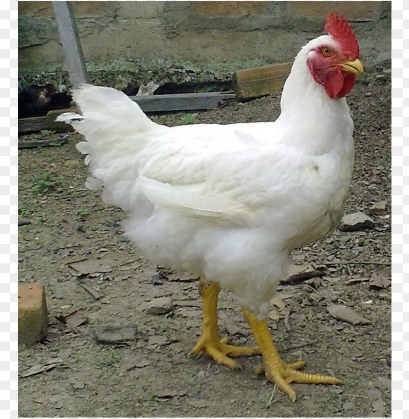 broiler chicken meat, broiler,chickenmeat,chicken