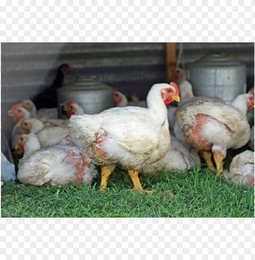 broiler chicken meat, broiler,chickenmeat,chicken