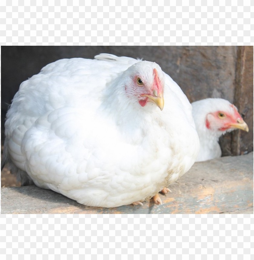 broiler chicken meat, broiler,chickenmeat,chicken