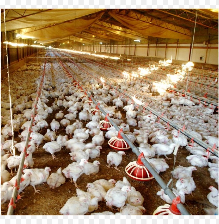 broiler chicken meat, chicken,broiler,chickenmeat