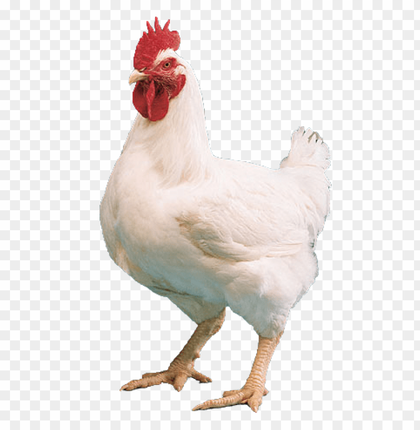 broiler chicken png, broiler,chicken,png