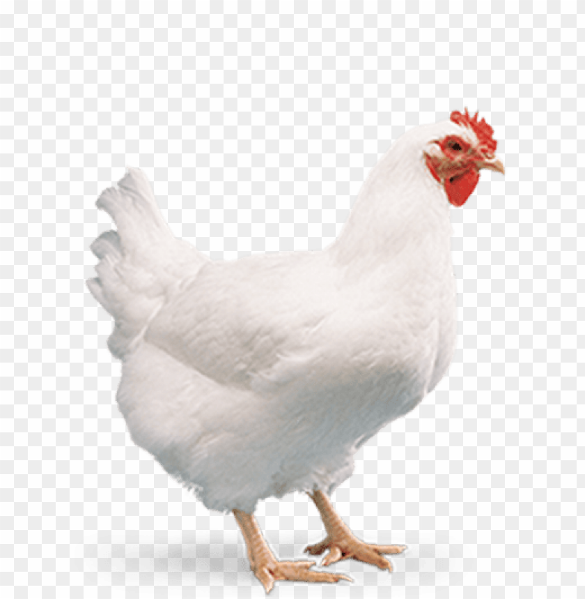 broiler chicken png, broiler,chicken,png