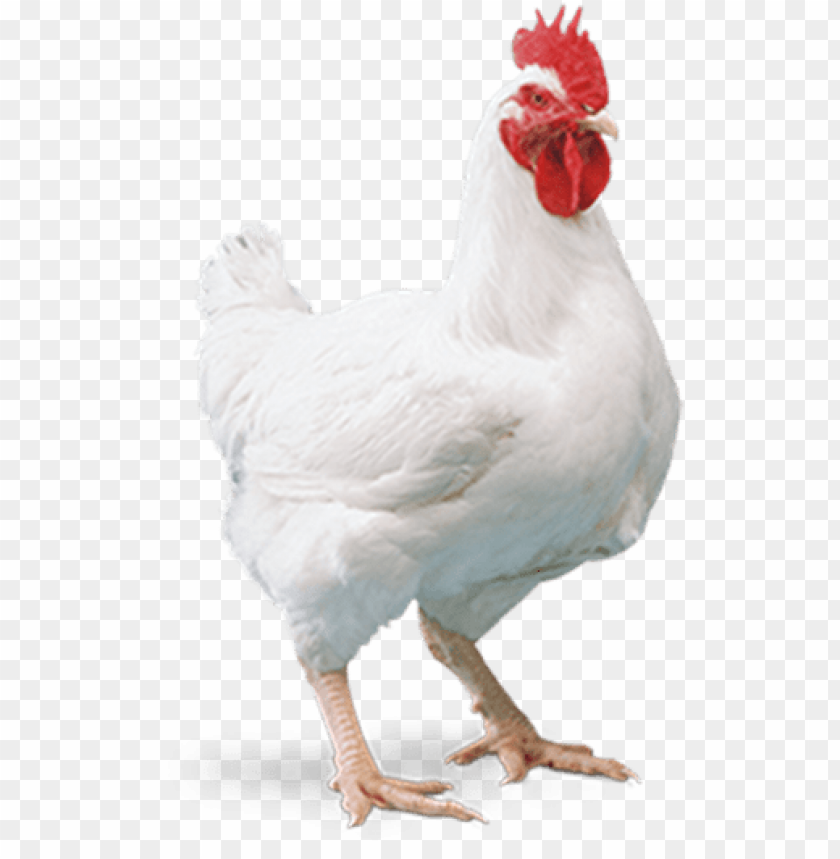 broiler chicken png, broiler,chicken,png