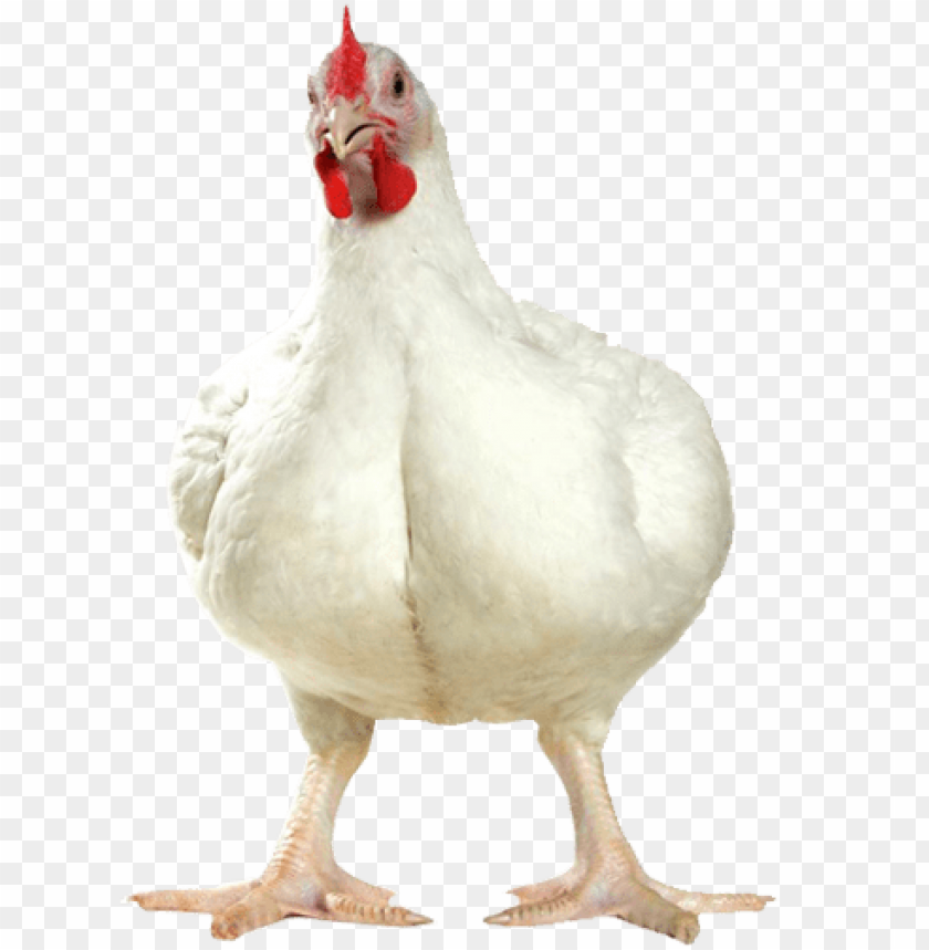 broiler chicken png, broiler,chicken,png