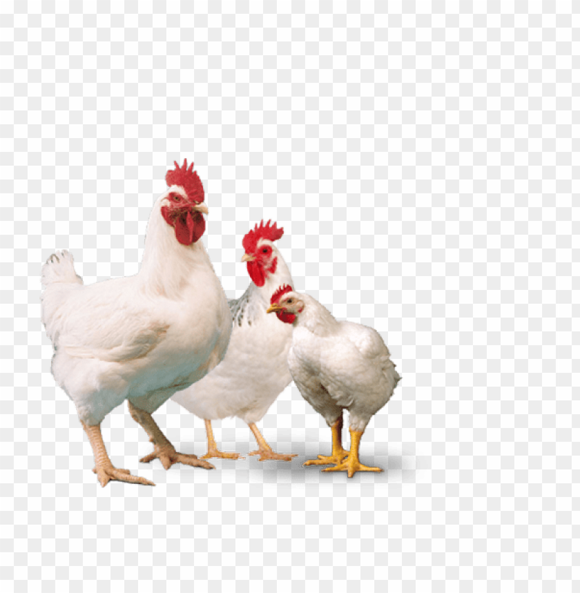 broiler chicken png, broiler,chicken,png