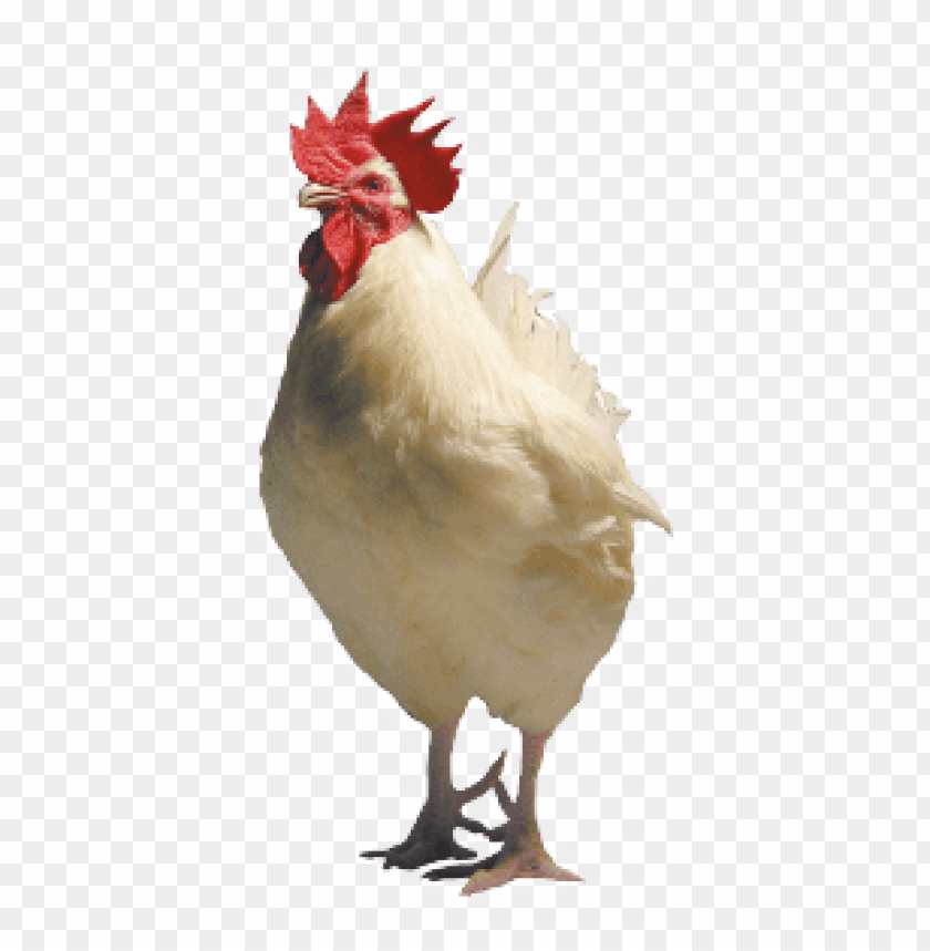 broiler chicken png, broiler,chicken,png