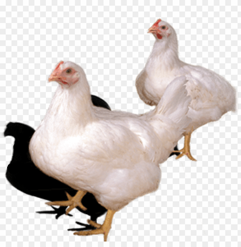 broiler chicken png, broiler,chicken,png